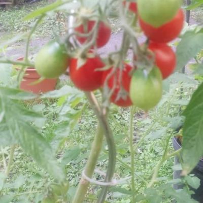 Úroda rajčátek